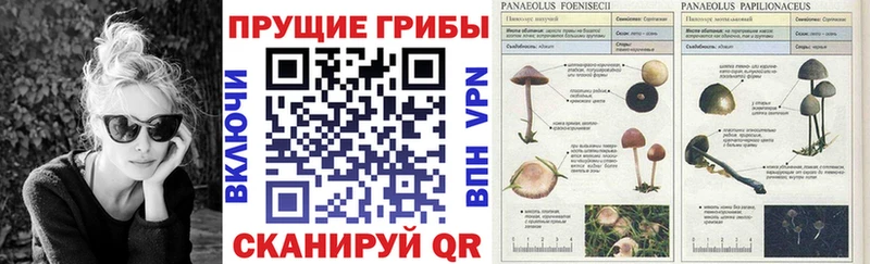 Купить  Рошаль  Галлюциногенные грибы мицелий 